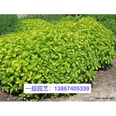 歐洲大慈姑/歐洲大慈菇