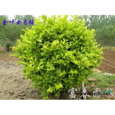 藍冰柏種植基地 直銷藍冰柏工程苗 綠化苗 規格* 量大從優