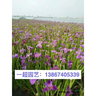 銀邊扶芳藤 扶芳藤批發(fā)