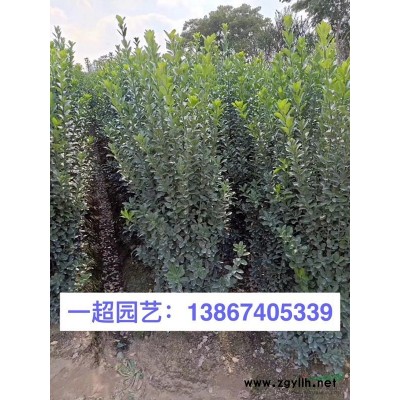 紅菱 精品紅菱批發 紅菱基地特價 菱基地