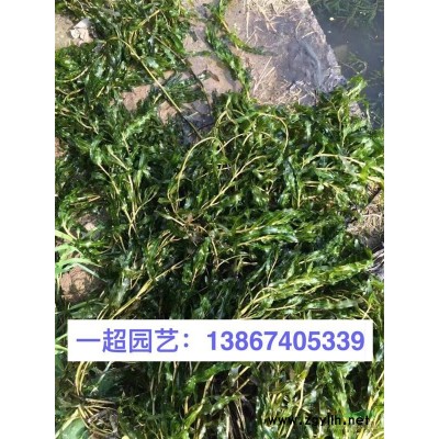 金雞菊 浙江金雞菊產地直銷