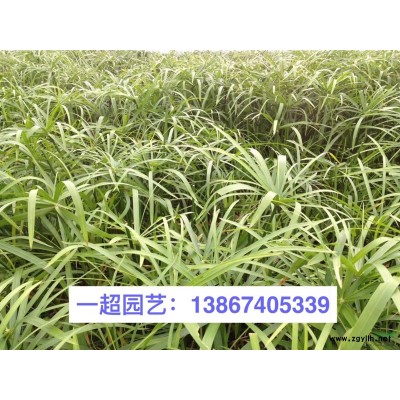 彩葉杞柳，彩葉杞柳小杯苗，彩葉杞柳大杯苗