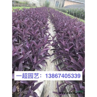 萬壽菊 精品萬壽菊基地直銷 萬壽菊批發價格