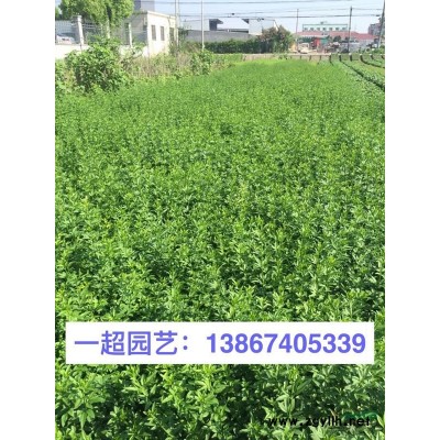 太陽花 精品太陽花基地價格