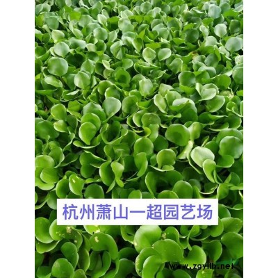金焰繡線菊 金焰繡線菊小苗 地栽 盆栽 小毛球等