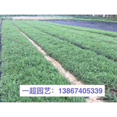 菖蒲、水菖蒲 菖蒲基地 菖蒲批發