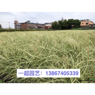 金葉佛甲草 佛甲草基地 金葉佛甲草價格