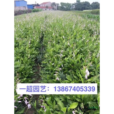 花葉活血丹 花葉活血丹價格