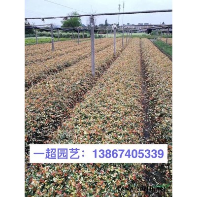 金光菊