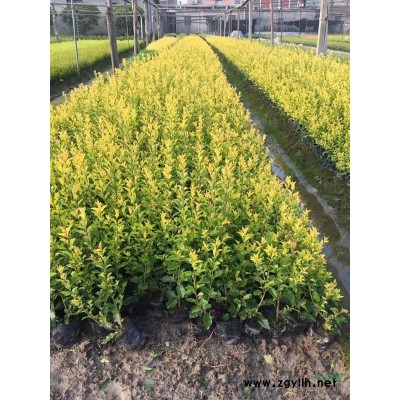 姜花 優(yōu)質(zhì)姜花產(chǎn)地直銷 姜花價格