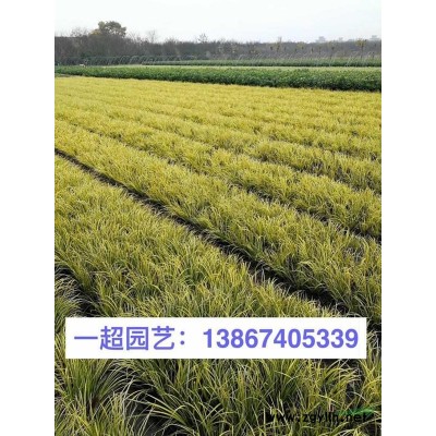 桃葉珊瑚 精品桃葉珊瑚小苗 地栽 盆栽 小杯 桃葉珊瑚批發(fā)