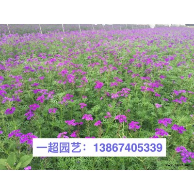 硫華菊 硫華菊價格 硫華菊基地批發(fā)