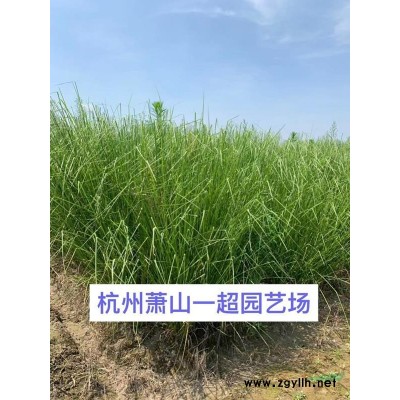 天竺葵 天竺葵盆栽 天竺葵杯苗