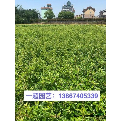大葉黃楊小杯，大葉黃楊小杯苗，大葉黃楊杯苗