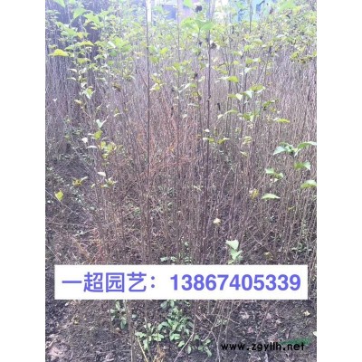 大花月季 精品大花月季價格 月季基地