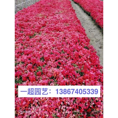 闊葉十大功勞 大葉十大功勞