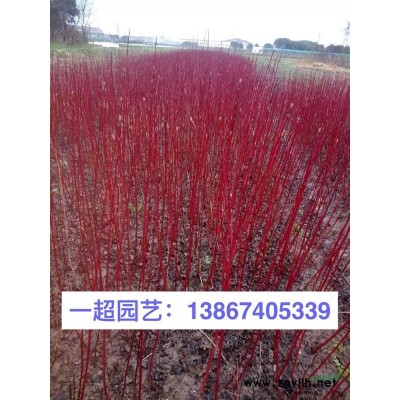 花葉薄荷 薄荷批發(fā) 薄荷哪里便宜