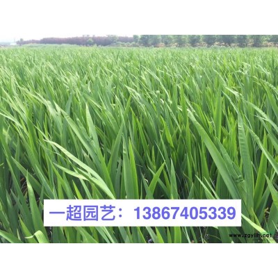 熊掌木 熊掌木小苗 熊掌木小杯苗 盆栽 熊掌木批發