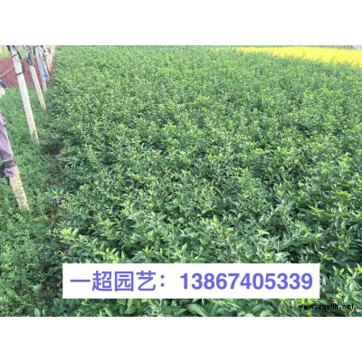 腎蕨 排骨草 精品腎蕨基地直銷 排骨草大量批發