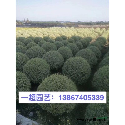 浙江供應金紅羽狼尾草 金紅羽狼尾草基地直銷