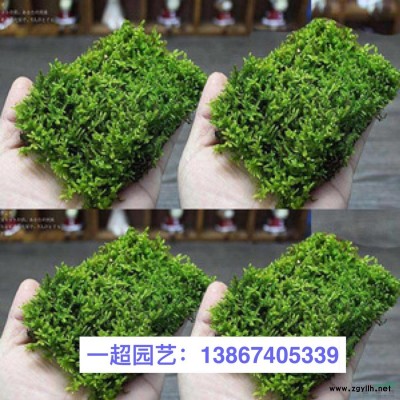 花葉玉帶 花葉玉帶草基地