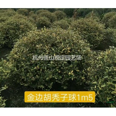 杭州蕭山黃金菊大杯苗供應(yīng)