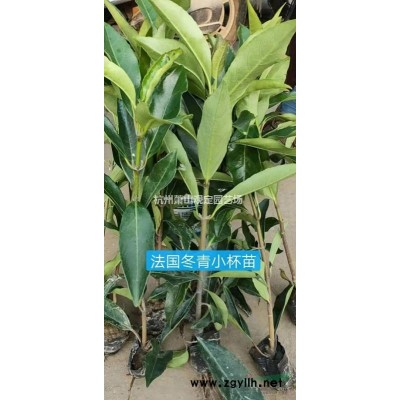 杭州蕭山供應(yīng)地中海莢蒾小杯苗，大杯苗