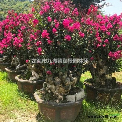 2米狐尾椰子價格 2.5米狐尾椰子價格 3米狐尾椰子價格