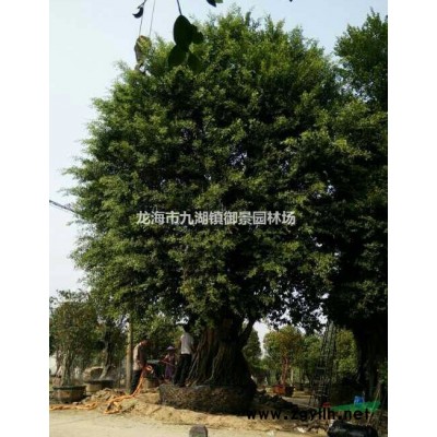 福建大王椰子價(jià)格 福建大王棕批發(fā) 福建大王椰子基地