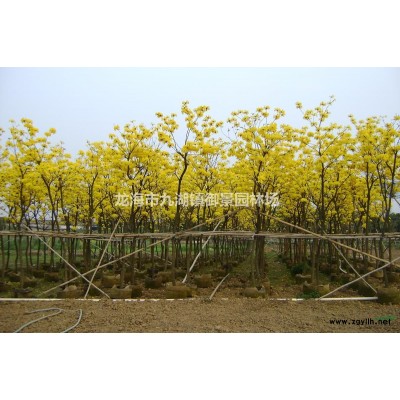 漳州藍花楹 漳浦藍花楹 廈門藍花楹 福建藍花楹 福州藍花楹