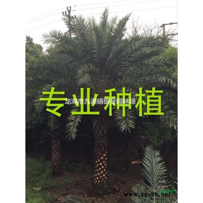 老人葵圖片  老人葵價格  老人葵報價