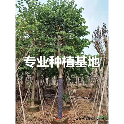 福建造型提根榕樹樁價格 福建造型提根小葉榕