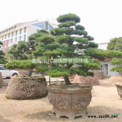 狐尾椰子價(jià)格 狐尾椰子行情  狐尾椰子報(bào)價(jià) 狐尾椰子