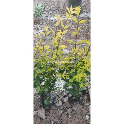 杭州蕭山供應(yīng)亮晶女貞柱子。H120cm，P60—80cm精品柱：棒棒球