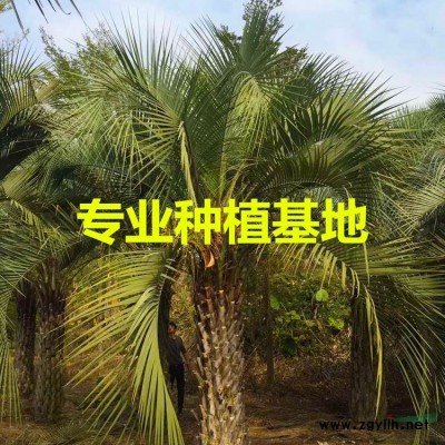 福建三角梅基地 福建三角梅產地