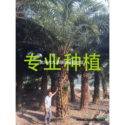 福建嫁接榕樹價格 福建嫁接小葉榕樹盆景基地