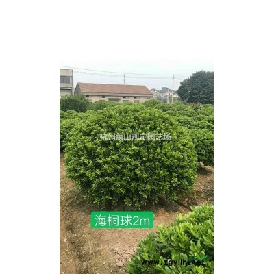 浙江供應(yīng)佛甲草小杯容器。大杯容器苗哪里好/哪家便宜