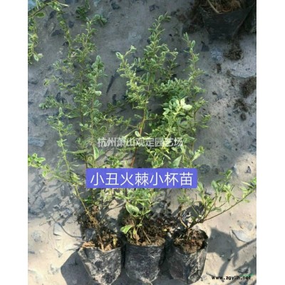 水果蘭小杯苗