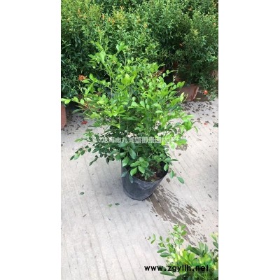 華棕價(jià)格 華棕報(bào)價(jià) 華棕求購 華棕行情 華棕批發(fā) 華棕產(chǎn)地