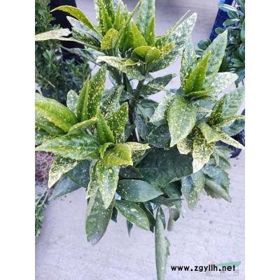 浙江蕭山供應紅花繼木:小杯苗(160)大懷苗