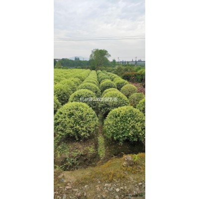 浙江蕭山花葉綿帶毛球