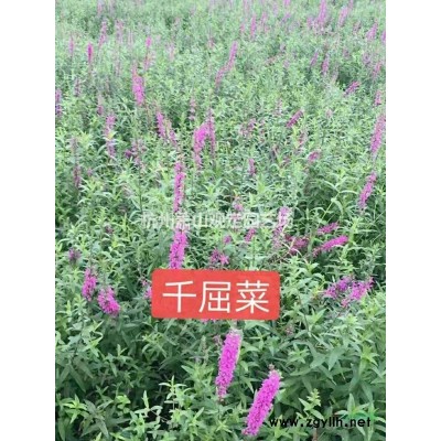 青葉常春藤小杯苗