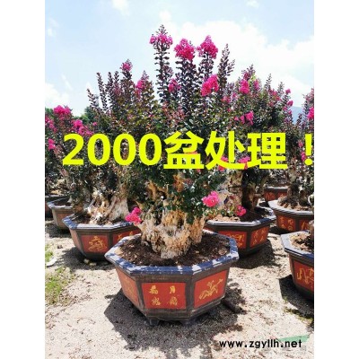 福建中東海棗 中東海棗價格 中東海棗介紹 中東海棗種植