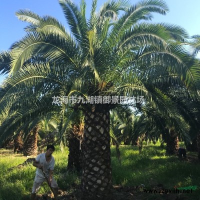 福建紫薇樹苗價格 福建紫薇樹苗報價