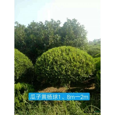 金色大花六道木小杯苗160大杯供應行情報價