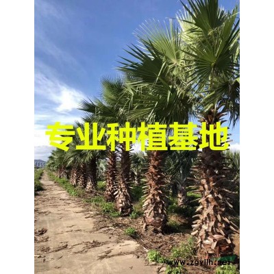 1.5米造型小葉榕樁頭價格 2米小葉榕樁頭價格