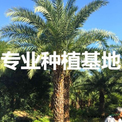 福建紅千層價格 福建串錢柳批發(fā) 福建垂柳樹供應