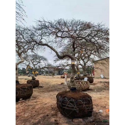 福建大型紫薇樹樁價格 福建大規格紫薇樁產地