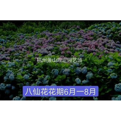 杭州蕭山花葉女貞球:p1米:1.20米:1.50米冠精品供應