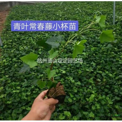 浙江紫嬌花小杯苗120雙色杯供應介紹/特征/用途